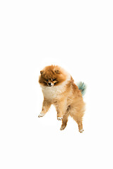 Image showing cute Little young pomeranian cob isolated over white background