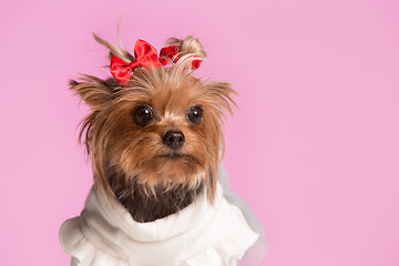 Image showing Yorkshire terrier - head shot, against a pink background