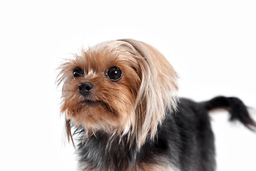 Image showing Yorkshire terrier looking at the camera in a head shot, against a white background