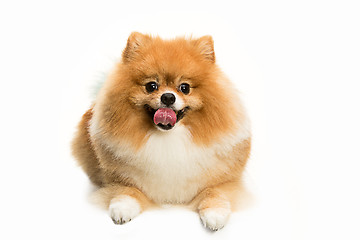 Image showing cute Little young pomeranian cob isolated over white background