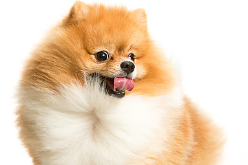 Image showing cute Little young pomeranian cob isolated over white background