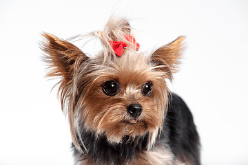 Image showing Yorkshire terrier - head shot, against a white background