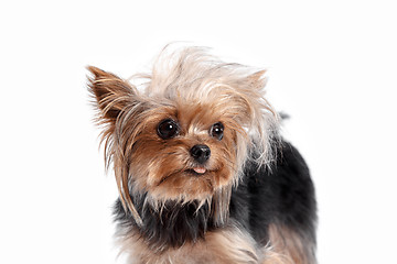 Image showing Yorkshire terrier looking at the camera in a head shot, against a white background