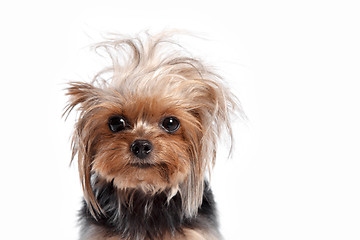 Image showing Yorkshire terrier - head shot, against a white background