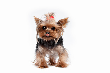 Image showing Yorkshire terrier looking at the camera in a head shot, against a white background