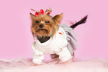 Image showing Yorkshire terrier - head shot, against a pink background