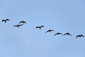 Image showing Wild Geese Flying