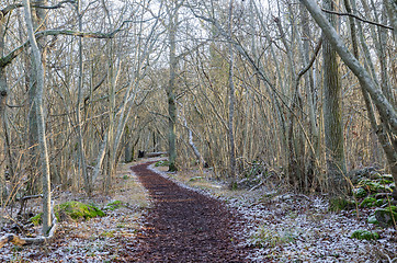 Image showing The first snow in a nature reserve by Borgholm in Sweden