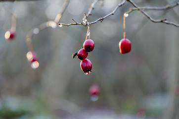 Image showing Fall season with red hawrhorn berries