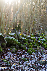 Image showing Mossy old dry stonewall by the first snow in a forest