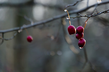 Image showing Red hawthorn berries by fall season