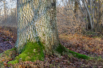 Image showing Stable old oak tree root