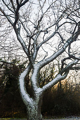 Image showing Snow covered tree trunk