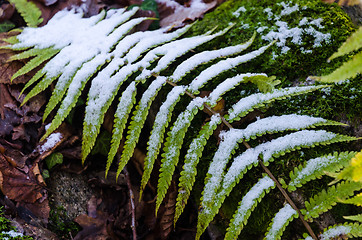 Image showing Beauty in nature with the first snow 