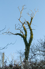 Image showing Ivy covered dead tree