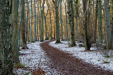 Image showing Footpath in the first snow in a nature reserve by the city of Bo