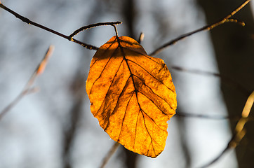 Image showing The last beech leaf glowing in the sunshine