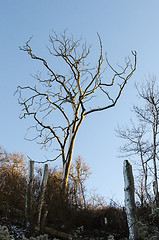 Image showing Dead tree by a blue sky