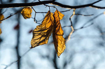 Image showing The last wrinkled Beech leaves