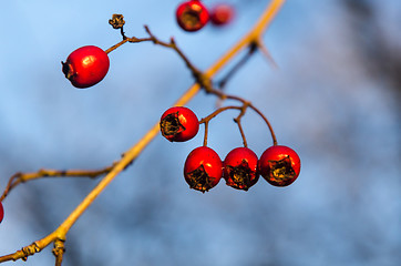 Image showing Red glowing hawthorn berries