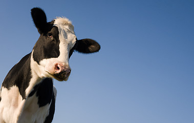 Image showing Holstein cow over blue sky