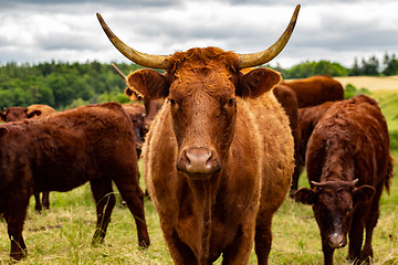 Image showing Salers cows in their pasture