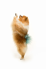 Image showing cute Little young pomeranian cob isolated over white background