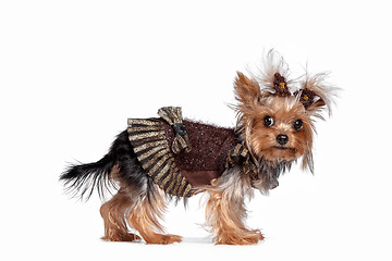 Image showing Yorkshire terrier looking at the camera in a head shot, against a white background