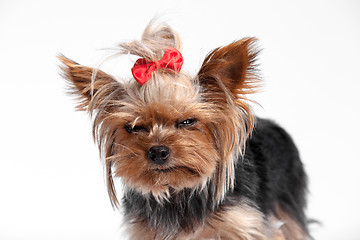 Image showing Yorkshire terrier - head shot, against a white background