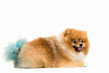 Image showing cute Little young pomeranian cob isolated over white background