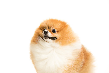 Image showing cute Little young pomeranian cob isolated over white background