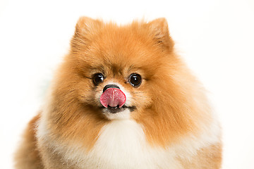 Image showing cute Little young pomeranian cob isolated over white background