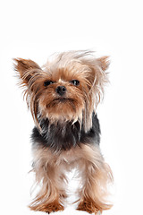 Image showing Yorkshire terrier - head shot, against a white background