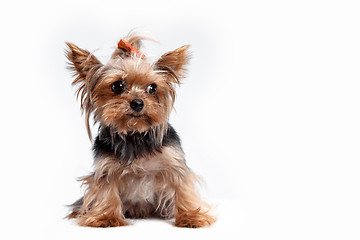 Image showing Yorkshire terrier - head shot, against a white background