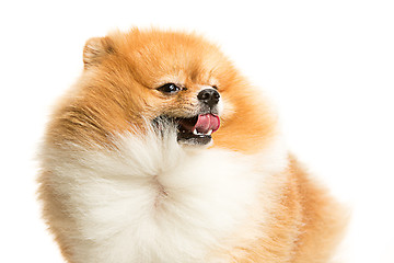 Image showing cute Little young pomeranian cob isolated over white background