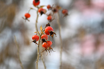 Image showing Dog Rose or Rosa Canina branches with bright fruits