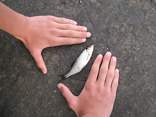 Image showing The caught fish