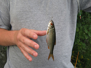 Image showing The caught fish