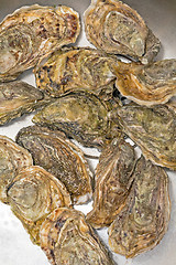 Image showing Stone Oysters