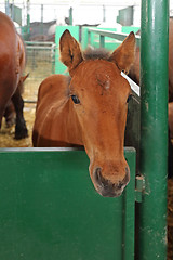 Image showing Foal