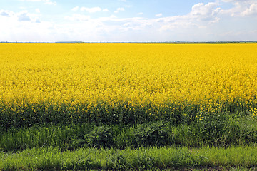 Image showing Canola Rapeseed