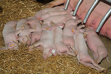 Image showing Piglets Sleep