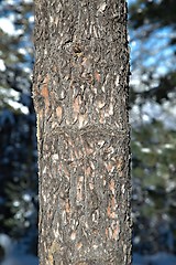 Image showing Tree trunk in a forest