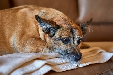 Image showing Dog resting on the couch