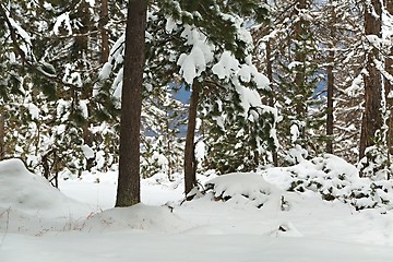 Image showing Winter Snowy Landscape