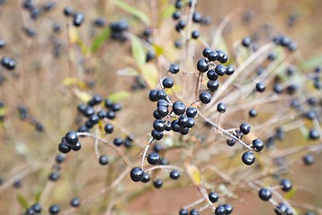 Image showing wild privet fruits closeup