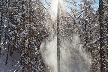 Image showing Winter tree branches with fresh snow