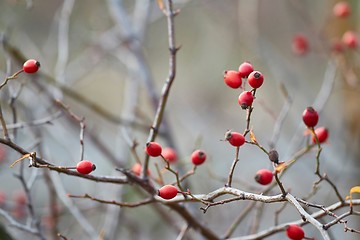 Image showing Rosehips herb closeup