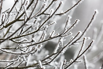 Image showing Icy Frosted Branches