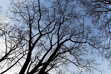 Image showing Bare tree branches